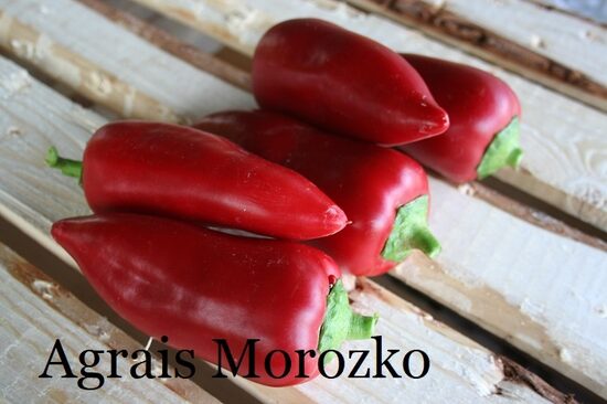 Saldā paprika drošai ražai